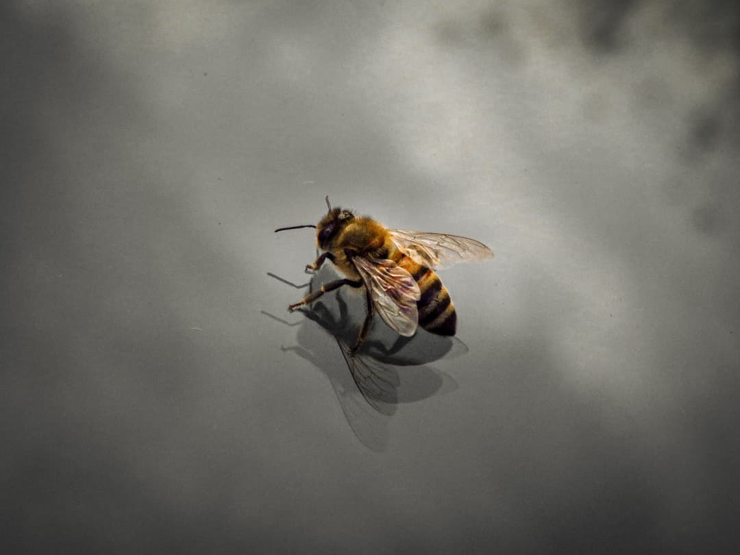 bee-0.jpeg