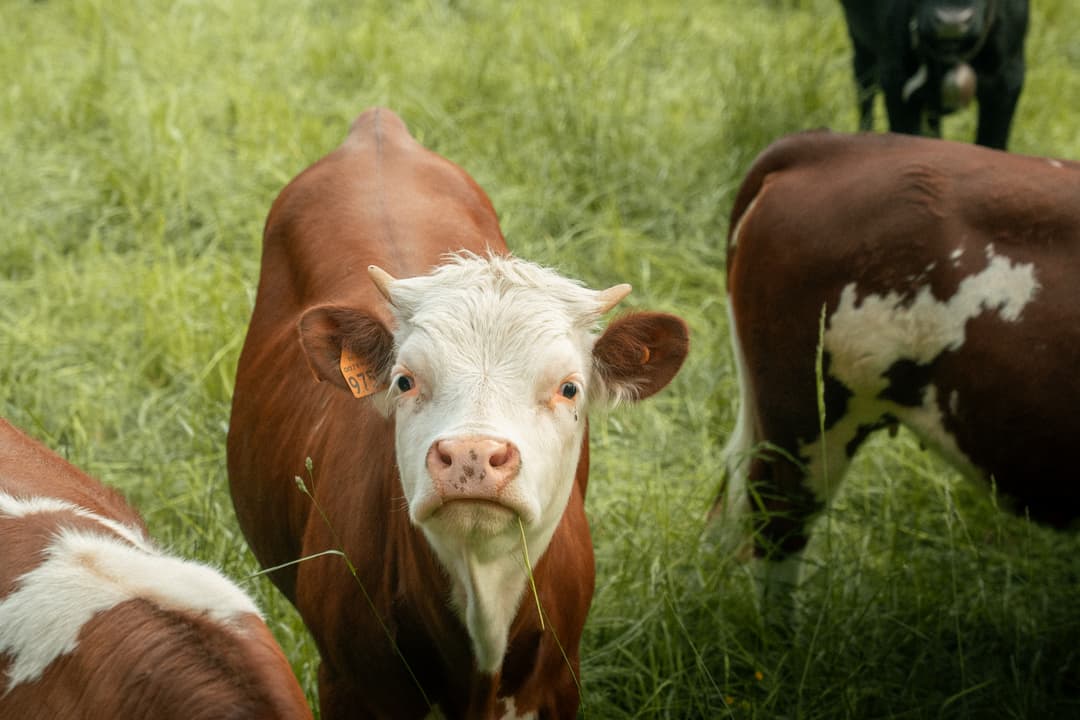 cow-1.jpg