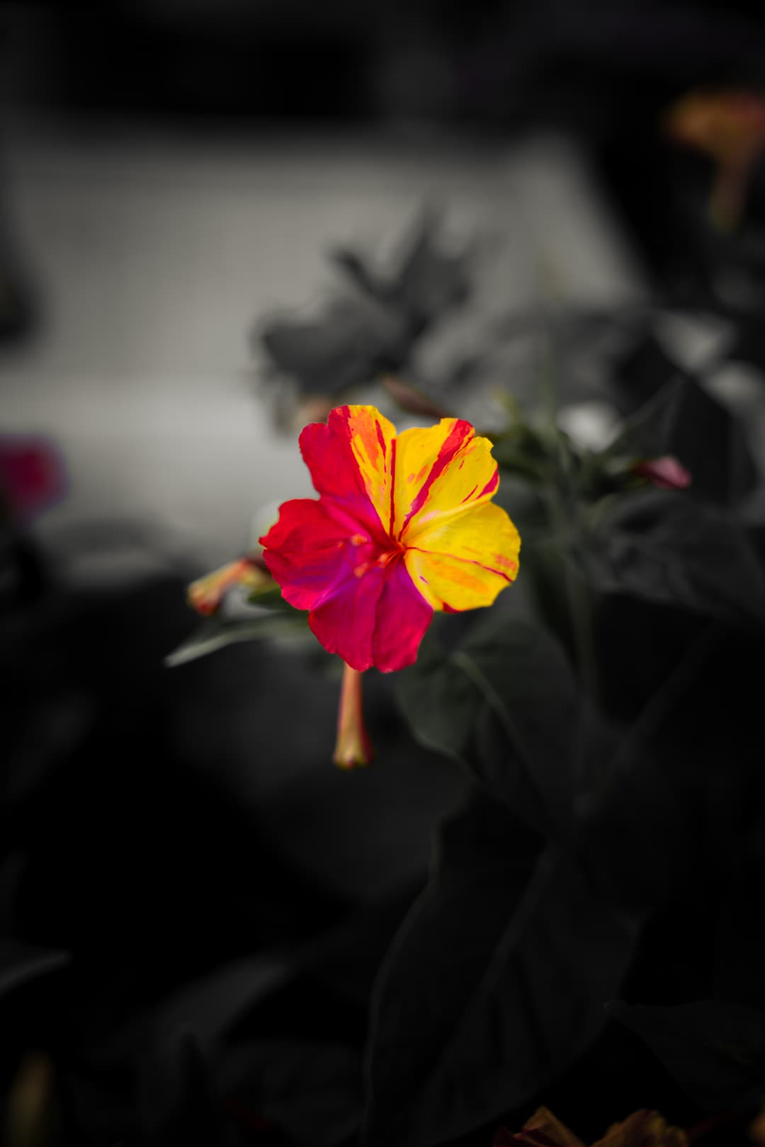 flower-3.jpeg