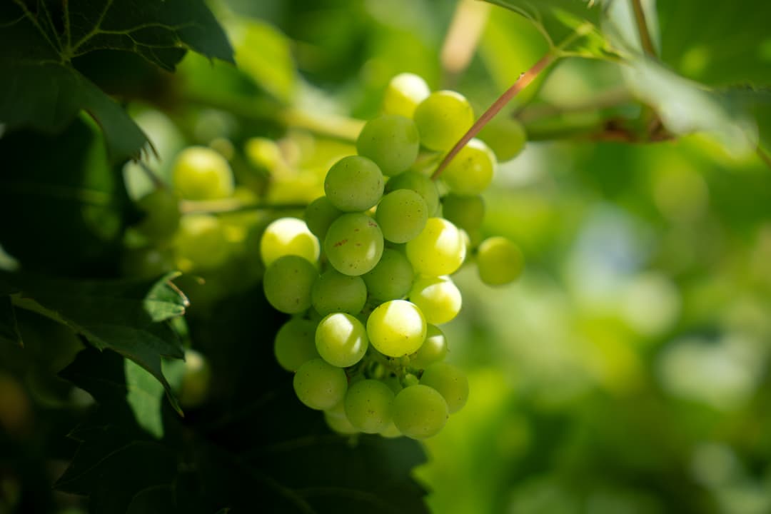 grape-0.jpeg